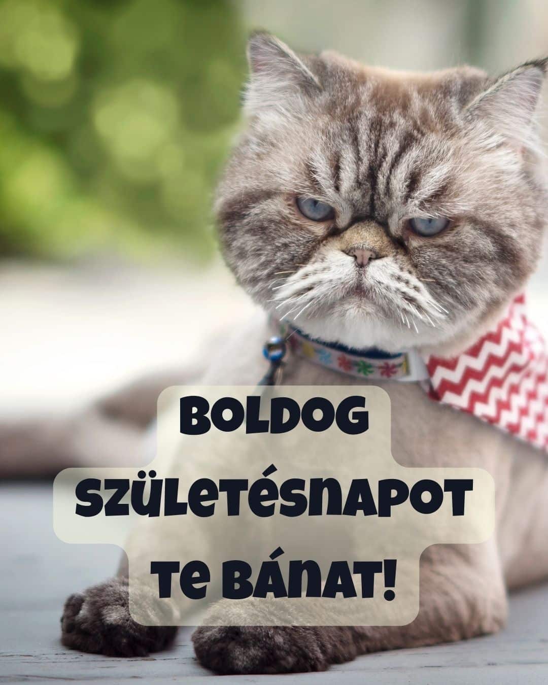 vicces születésnapi köszöntő barátoknak, fiataloknak, boldog születésnapot te bánat felirat, kretén